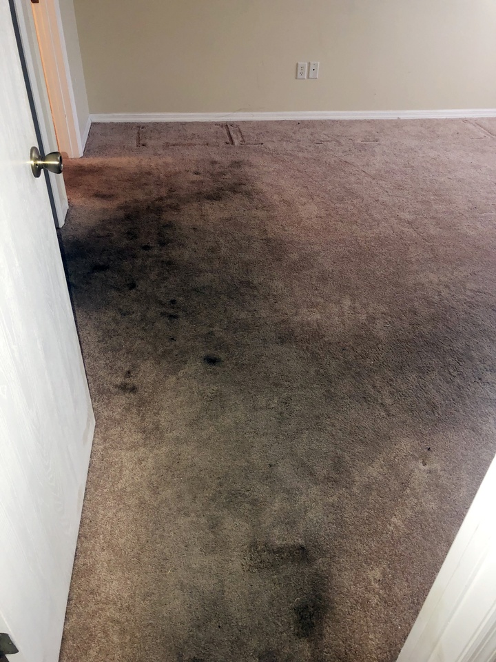 Residential Carpet Cleaning Photos Gator Clean