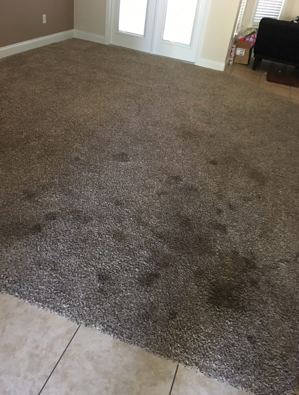 Residential Carpet Cleaning Photos Gator Clean