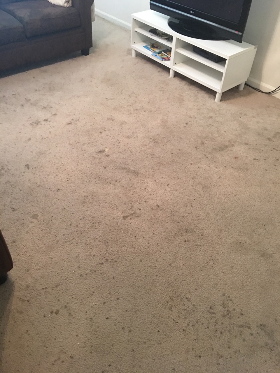 Residential Carpet Cleaning Photos Gator Clean