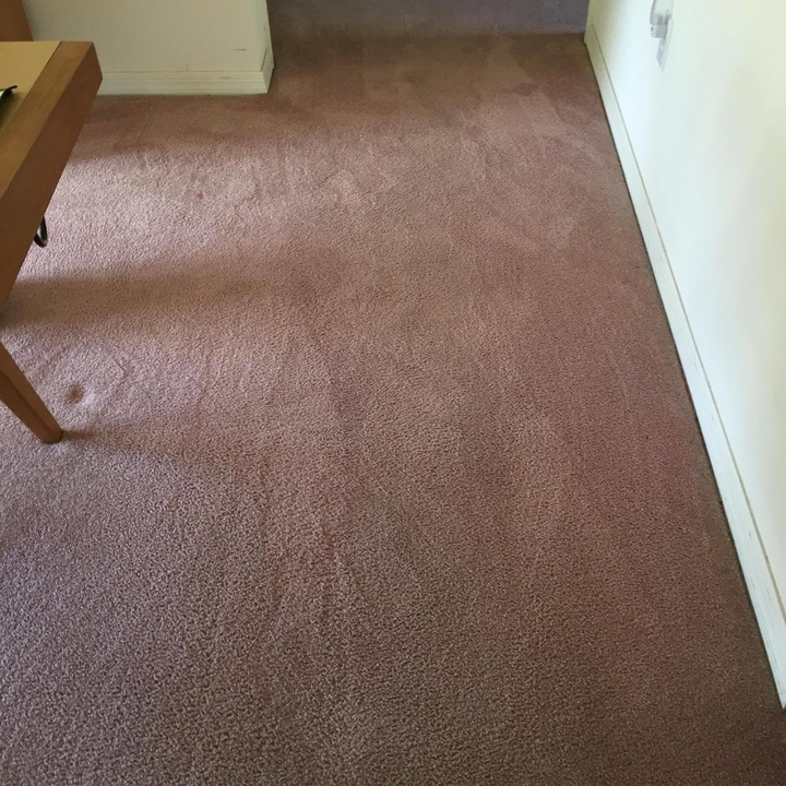 Residential Carpet Cleaning Photos Gator Clean