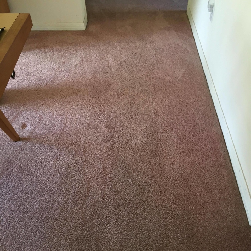 Residential Carpet Cleaning Photos Gator Clean
