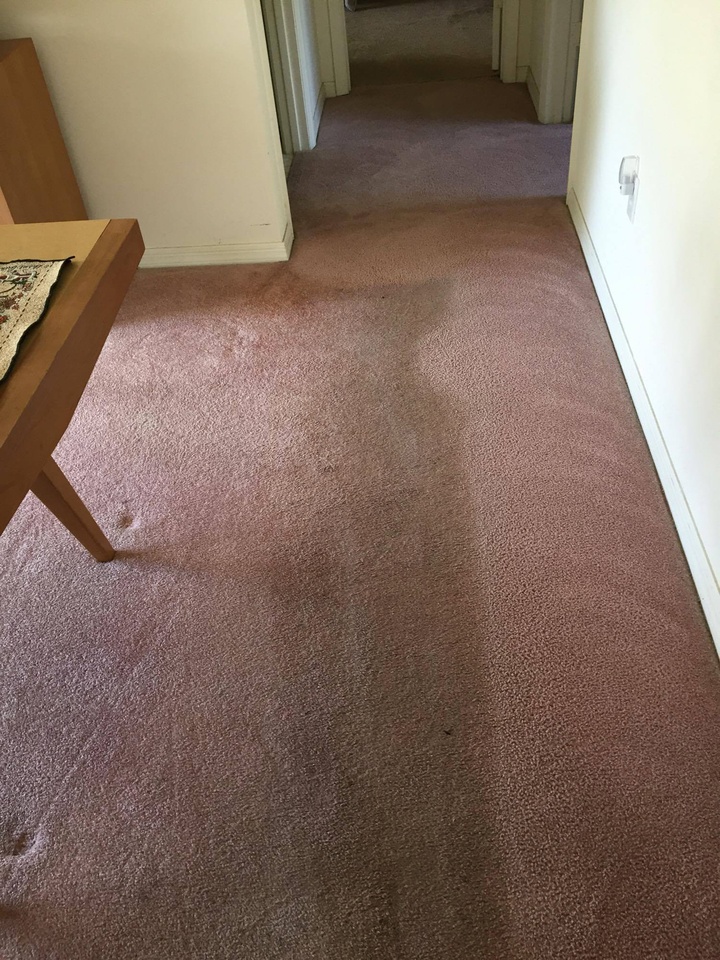 Residential Carpet Cleaning Photos Gator Clean