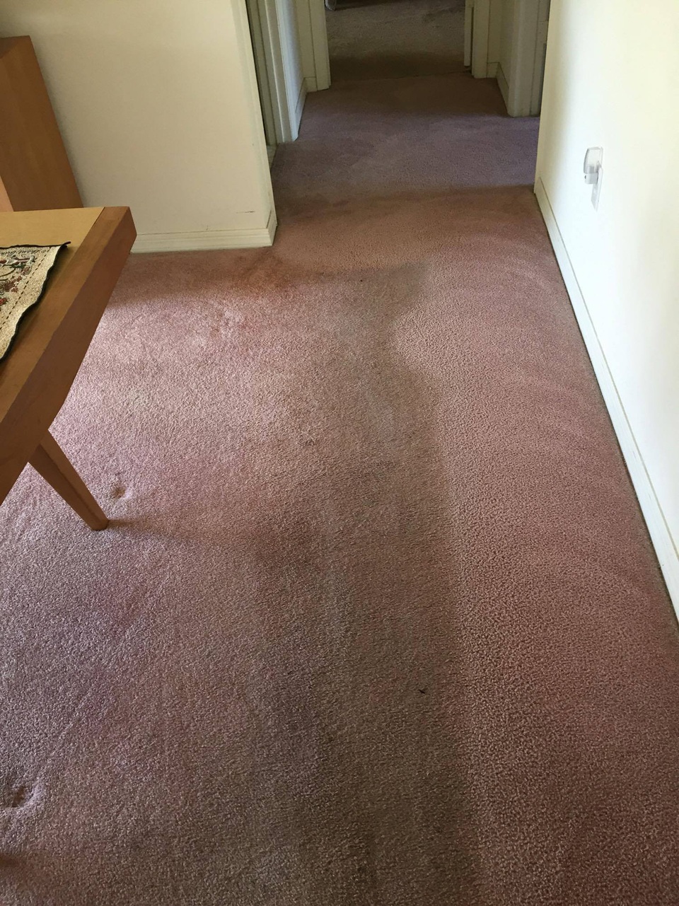 Residential Carpet Cleaning Photos Gator Clean