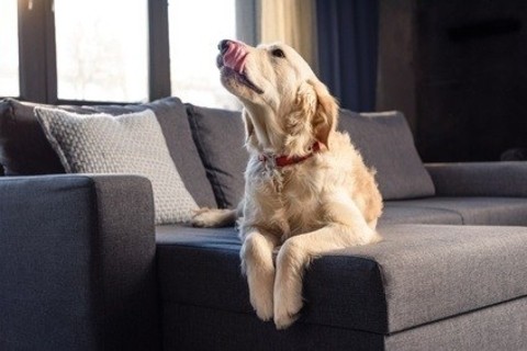 4 Easy tips to keep upholstery clean between deep cleanings.