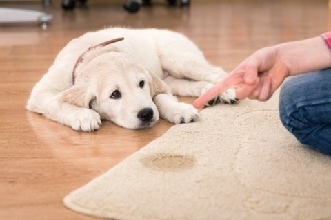 Do I really have to pay extra to treat pet stains?