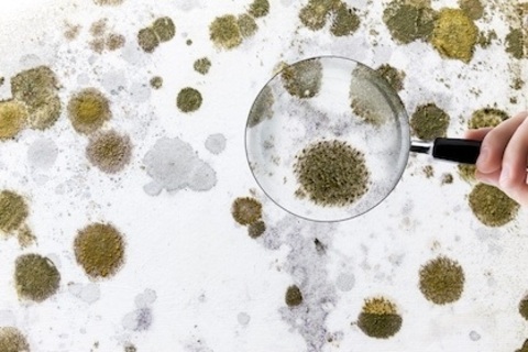 Do you have hidden carpet mold?