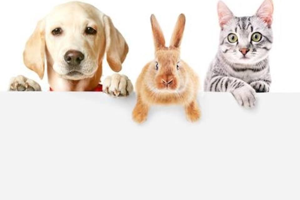 Got pets? Here's how to make your house not smell like a pet store.