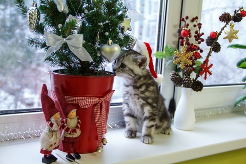 Holiday Plants that are Toxic to Pets.