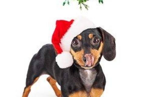 Holiday plants that can be toxic to your pets.