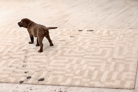 Low Moisture Carpet Cleaning