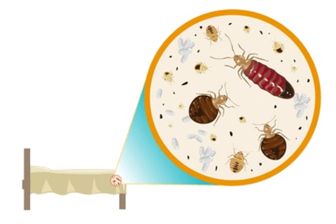 Meet the Nasty Critters Living Inside Your Mattress