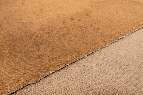Mildew madness! What to do about mildew on carpet.