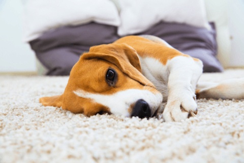 The Scoop On Your Carpet