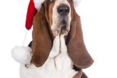 These Holiday Plants Can Be Toxic to Your Four Legged Friends.