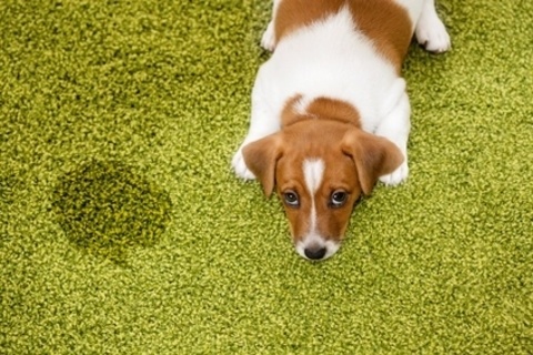 Why are pet urine stains so difficult to get out of carpet?